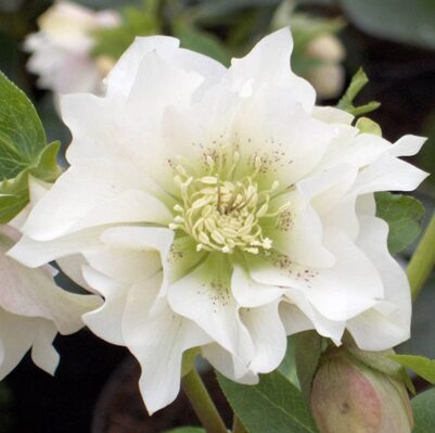 Sniega roze 'Double Ellen White'